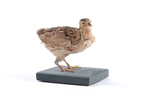 Image description is not available for 2007.2.7